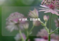 CF 战场，白鸽传奇