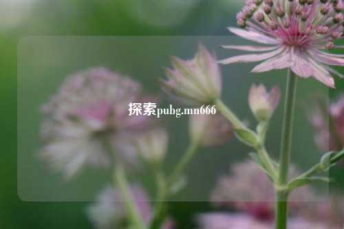 探索pubg.mn666